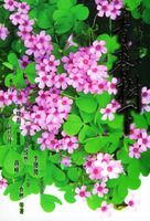 �ഺ���²���VS��Ů